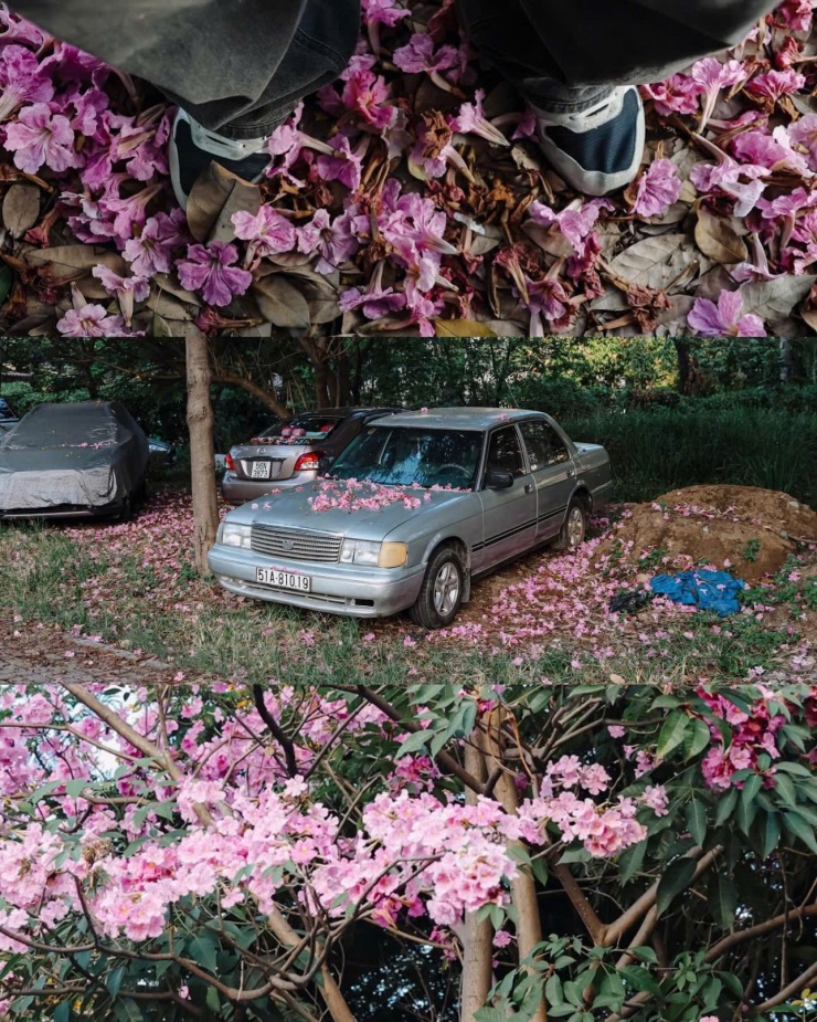 TP.HCM mùa hoa kèn hồng rực rỡ: Những tọa độ săn mây hồng đậm chất điện ảnh 9 Theo chân giới trẻ "săn mây hồng" tại những tọa độ check-in hot nhất mùa này. (Ảnh: chupchoetsaigon)