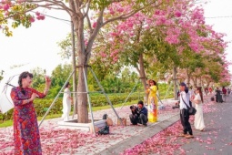 Đường kèn hồng 'đẹp nhất miền Tây' hút khách