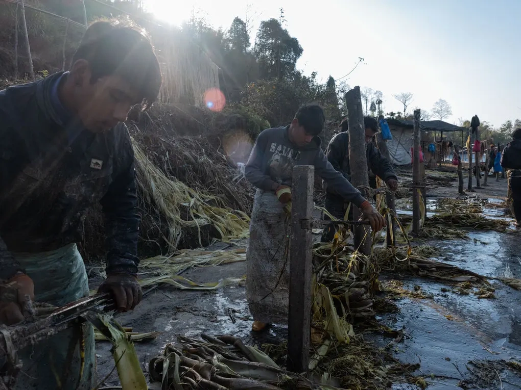 Nông dân Nepal trồng cây in tiền cho nền kinh tế thứ 3 thế giới - 3