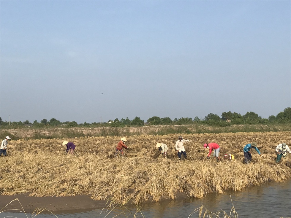 Chuyên gia Việt Nam biến vùng đất bỏ hoang ở châu Phi thành cánh đồng lúa trĩu hạt - 5