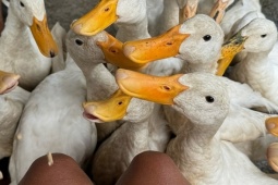 Khách Tây đến Quảng Bình trải nghiệm massage vịt