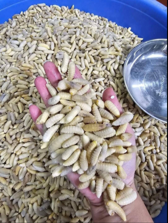 Con đặc sản “nhìn đã thấy sợ” ở Tây Bắc xưa không ai ngó, nay thành món ăn được dân nhậu mê tít săn lùng- Ảnh 3.