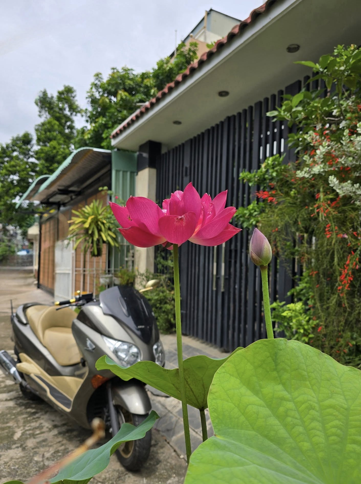 1773668309 208 Man nong ben vo dien vien co ca nha pho