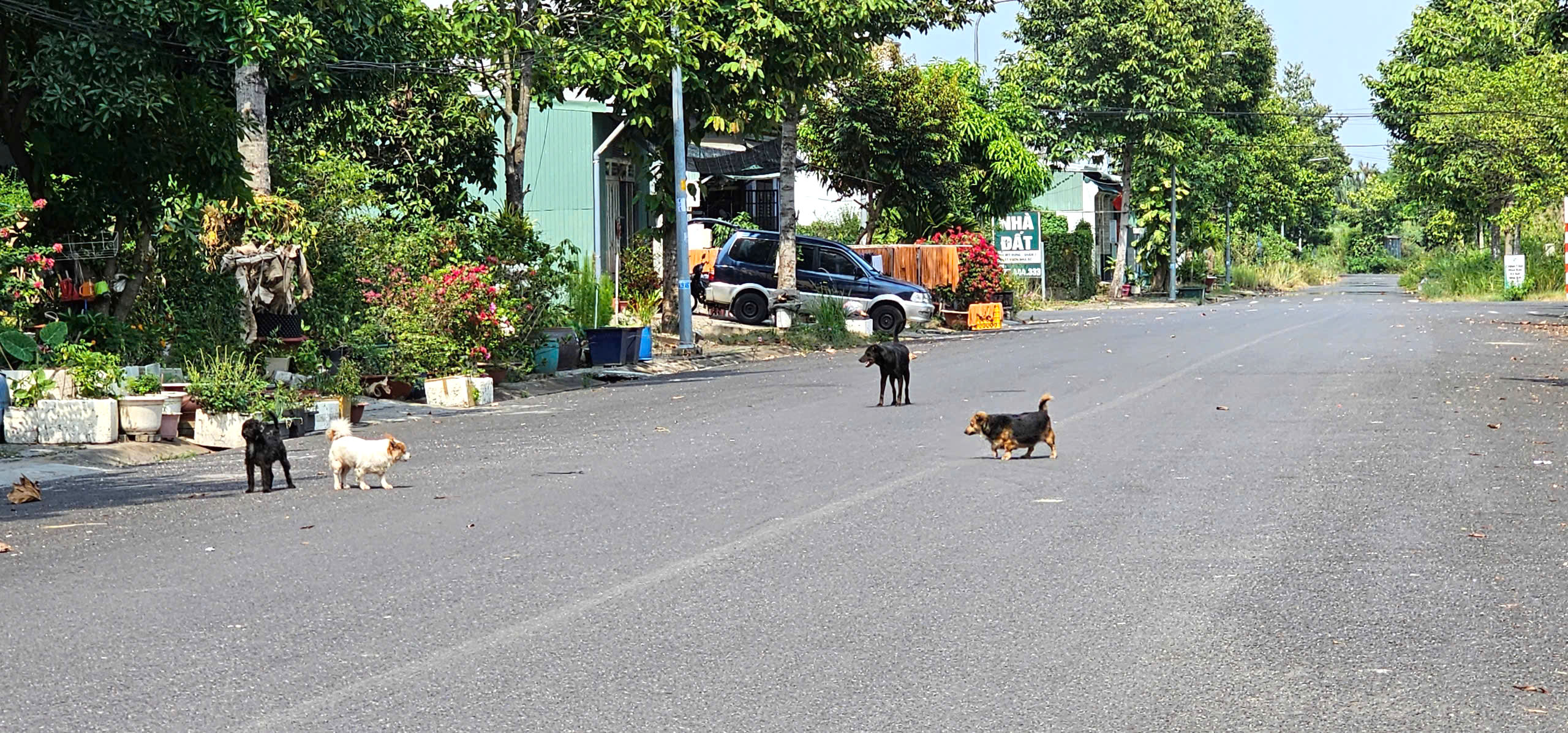 Nỗi ám ảnh mang tên chó thả rông 2 Nỗi ám ảnh mang tên chó thả rông tại một khu dân cư ở Nhà Bè - Ảnh 2.