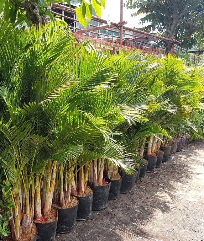 10 loại cây may mắn nên trồng trước sân nhà- Ảnh 3.