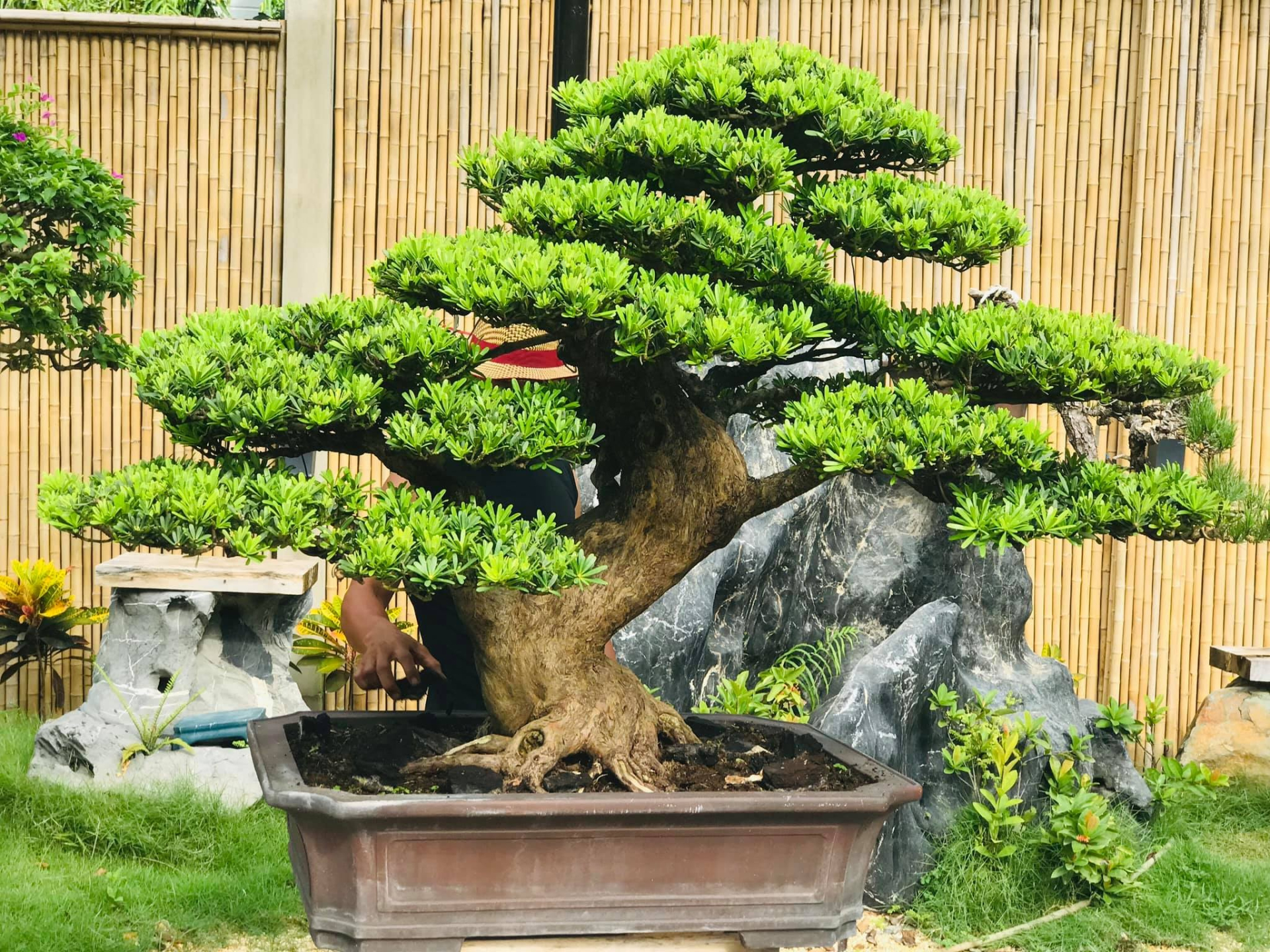 10 loại cây may mắn nên trồng trước sân nhà- Ảnh 4.