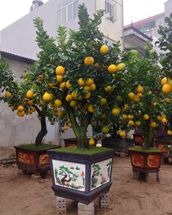 10 loại cây may mắn nên trồng trước sân nhà- Ảnh 5.