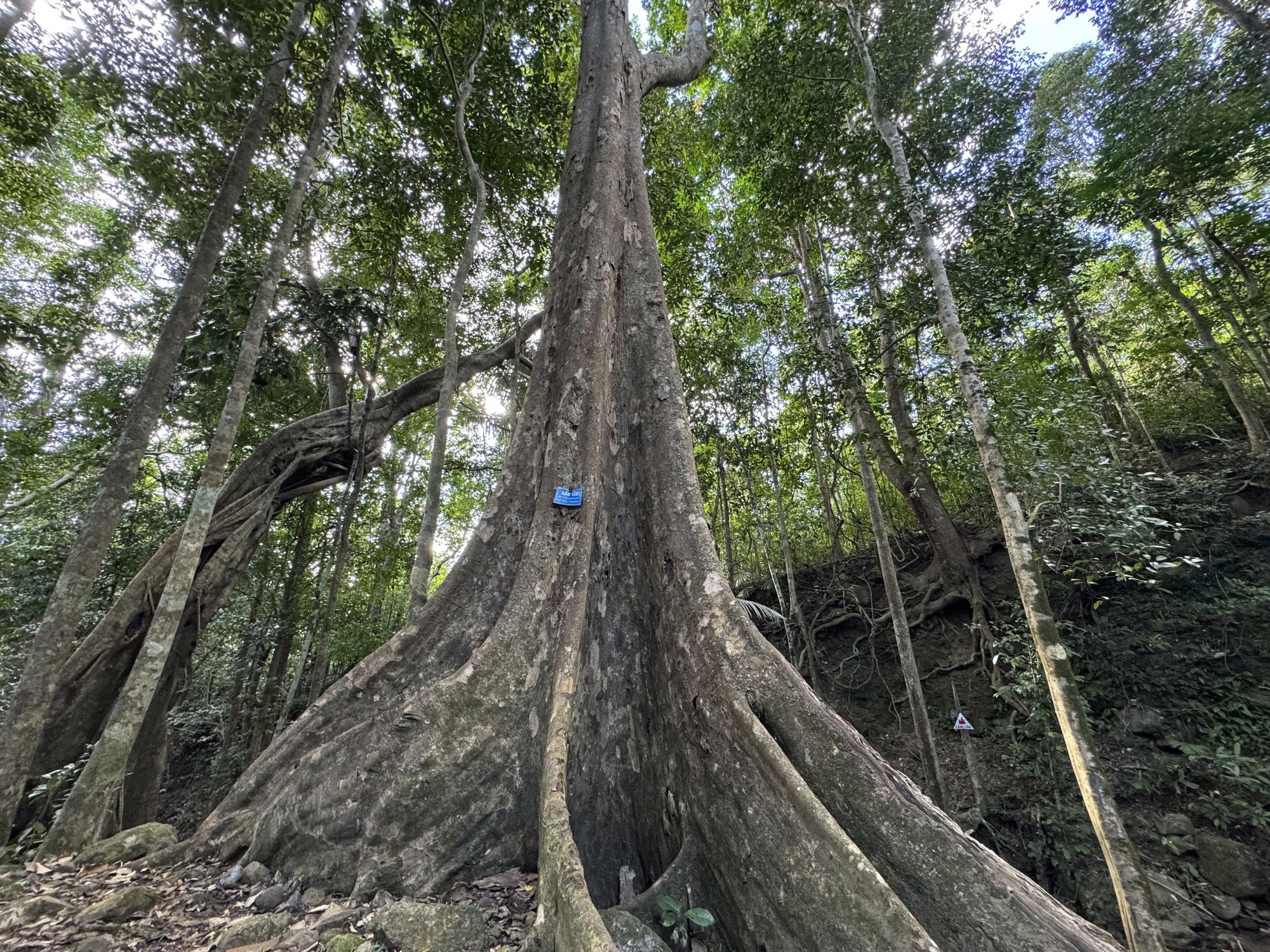 Báu vật Chư Mom Ray: Phục hồi 'kho báu' rừng nguyên sinh- Ảnh 2.