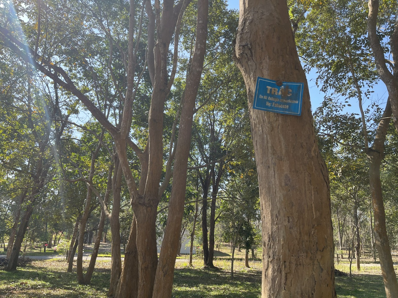 Báu vật Chư Mom Ray: Phục hồi 'kho báu' rừng nguyên sinh- Ảnh 4.