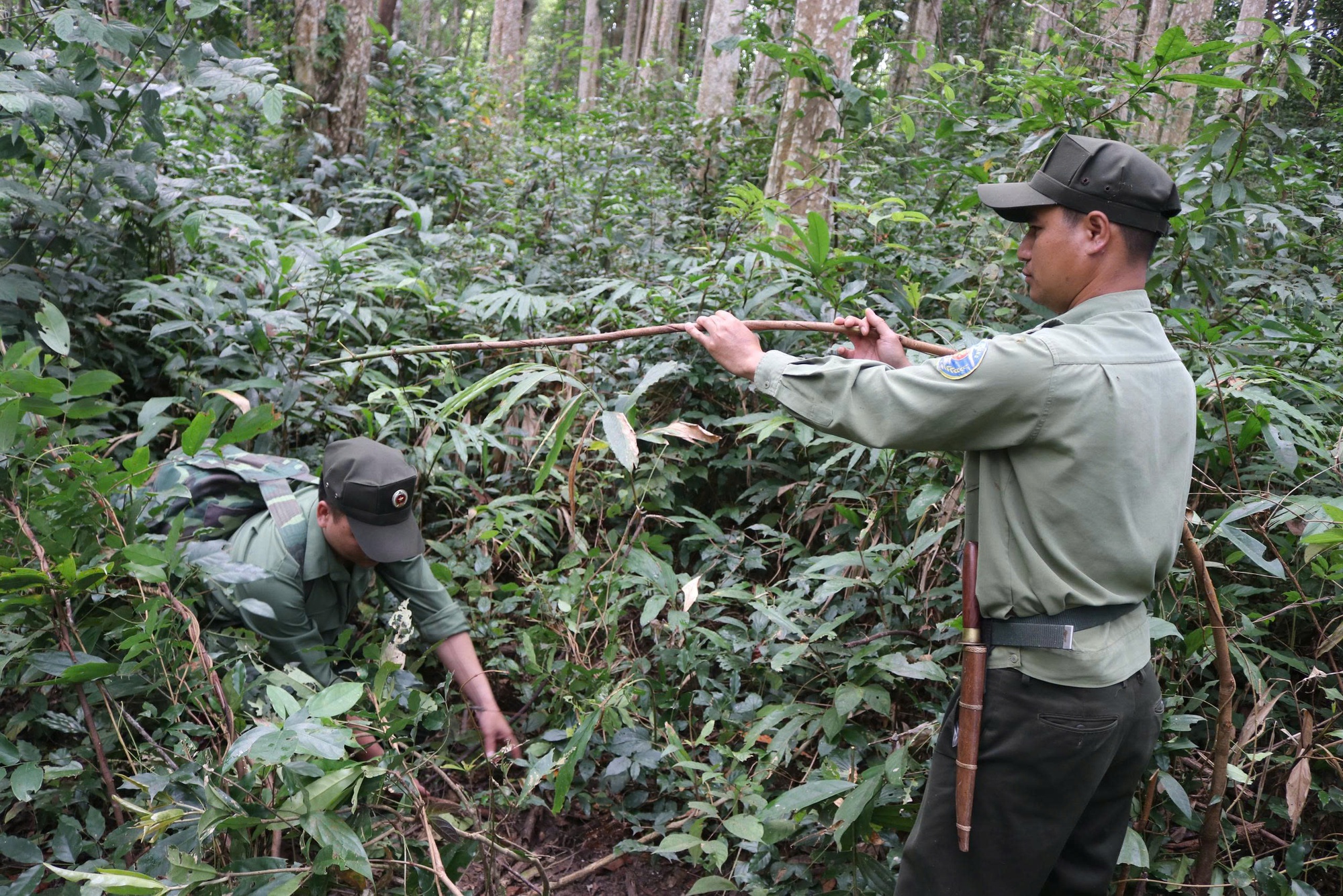 Báu vật Chư Mom Ray: Phục hồi 'kho báu' rừng nguyên sinh- Ảnh 6.