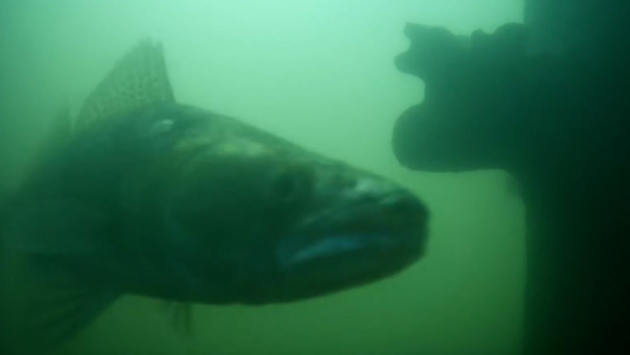 Hàng triệu người trên thế giới đang háo hức theo dõi đàn cá bơi qua bơi lại ở Hà Lan: Lý do rất thú vị và quan trọng- Ảnh 2.