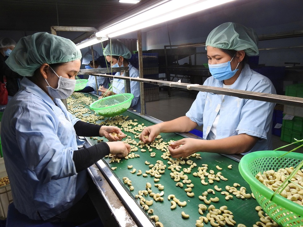 Dấu ấn Việt Nam phía sau sự phát triển thần kỳ của ngành điều Campuchia - 2