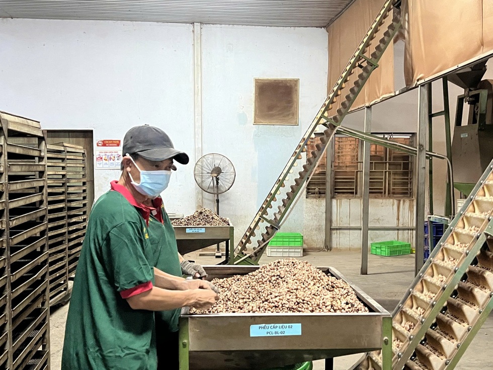 Dấu ấn Việt Nam phía sau sự phát triển thần kỳ của ngành điều Campuchia - 3