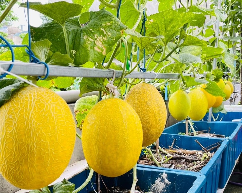 Ngắm khu vườn sân thượng “mùa nào thức nấy” rộng 85m2 của gia đình Đà Nẵng- Ảnh 6.