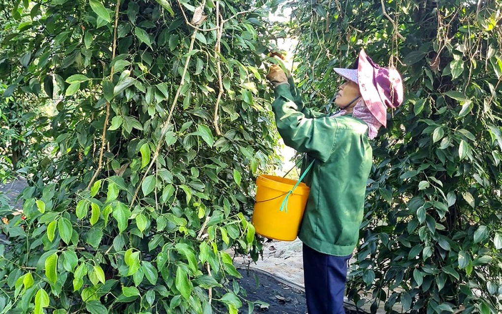 Kẹt đường sang châu Âu, doanh nghiệp xuất khẩu tìm cách bán hàng về nội địa - 2