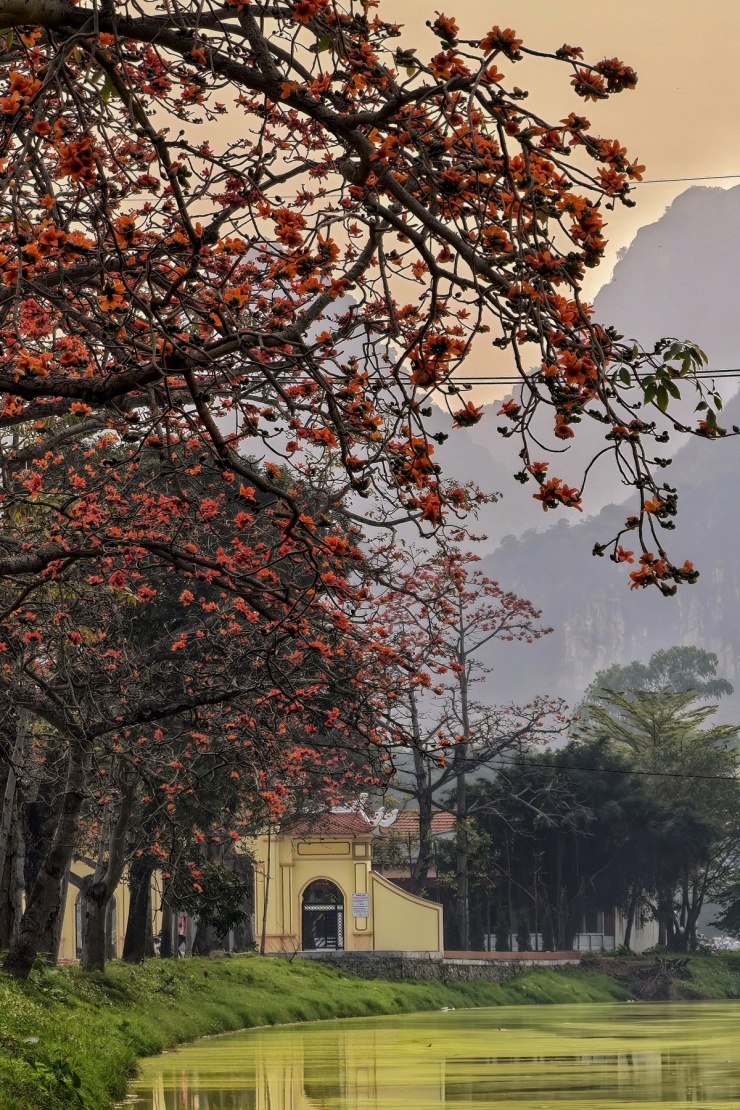 Hoa gạo bung nở nhuộm đỏ vùng quê ngoại thành Hà Nội - 3