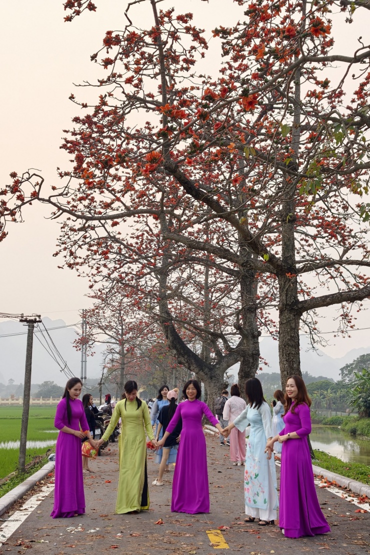 Hoa gạo bung nở nhuộm đỏ vùng quê ngoại thành Hà Nội - 5