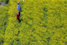 Cánh đồng hoa thì là phủ vàng ven biển Cà Mau