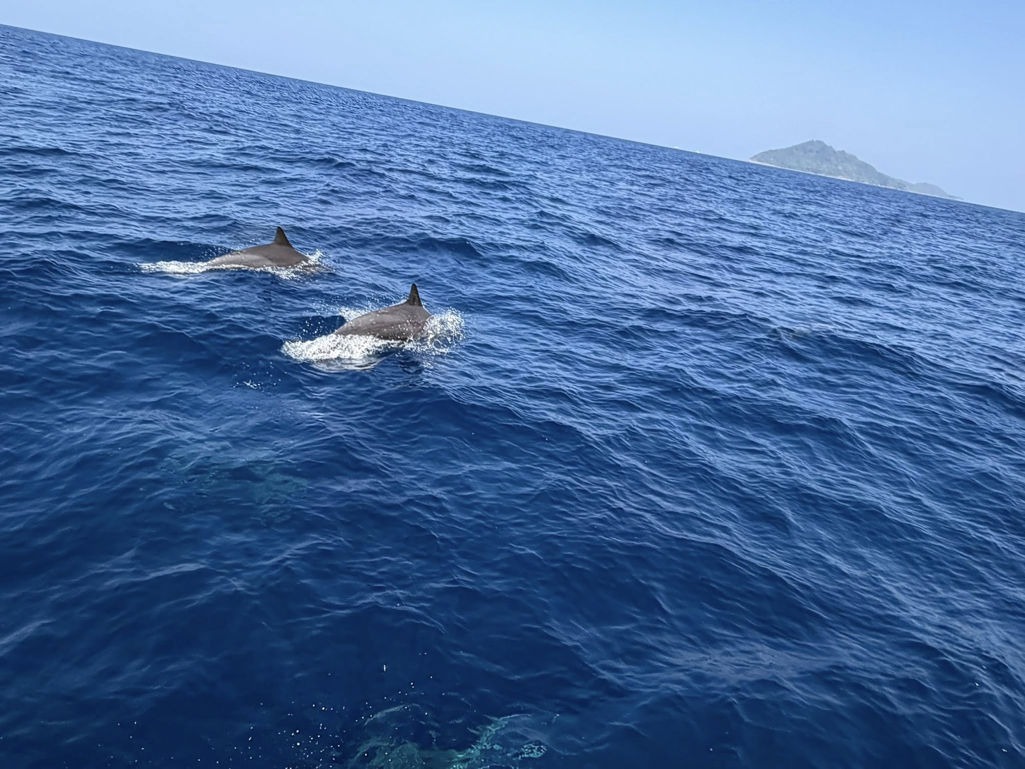 Tuần tra tưởng ảo giác khi thấy hơn 100 sinh vật trồi lên giữa biển, chuyên gia nói: Hiện tượng cực hiếm- Ảnh 3.