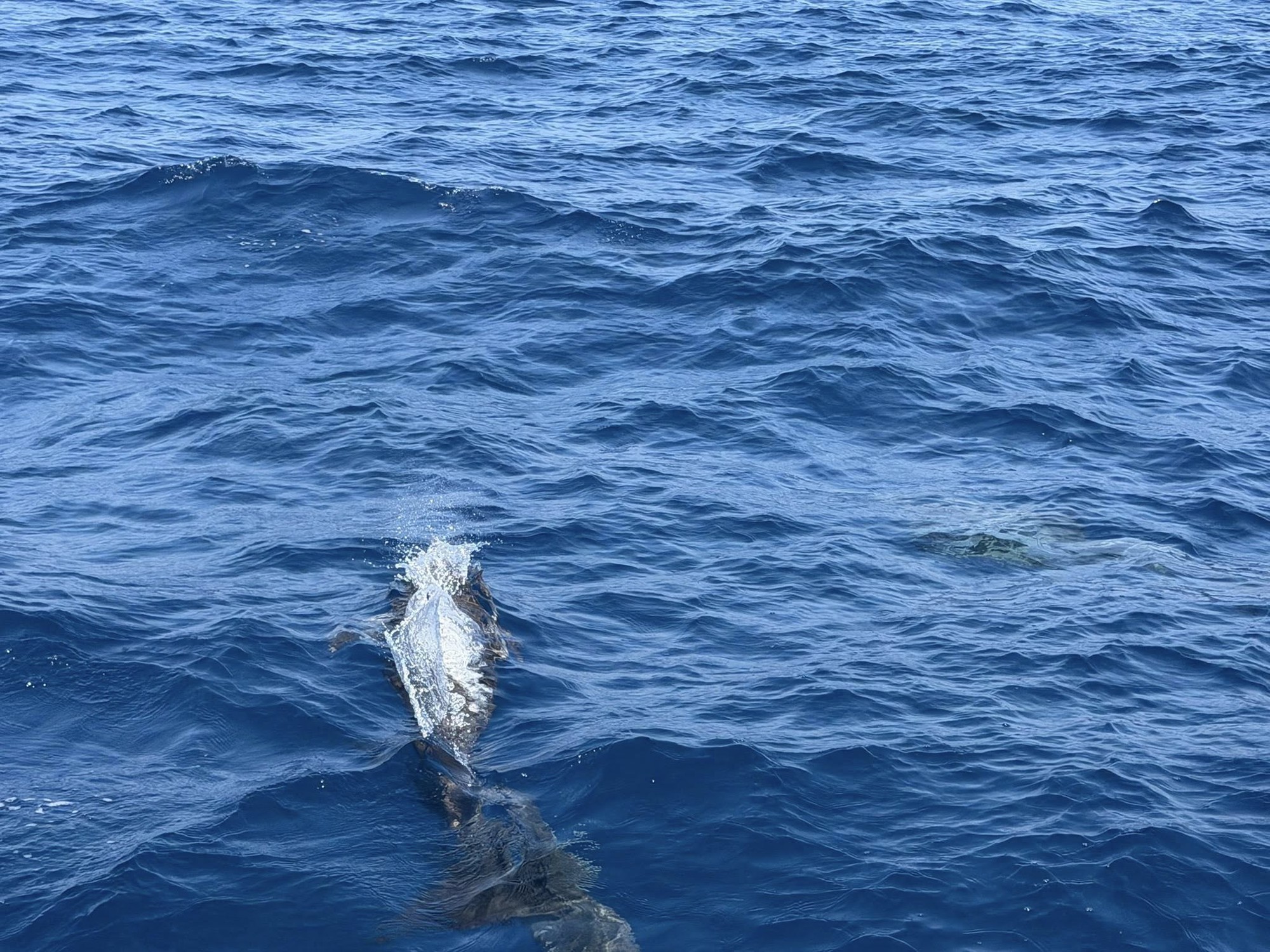 Tuần tra tưởng ảo giác khi thấy hơn 100 sinh vật trồi lên giữa biển, chuyên gia nói: Hiện tượng cực hiếm- Ảnh 4.