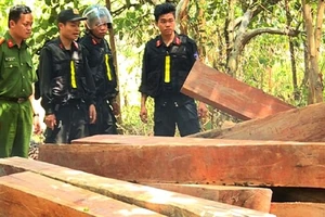 Khởi tố giám đốc công ty lâm nghiệp ở Đắk Lắk vì nhận hối lộ