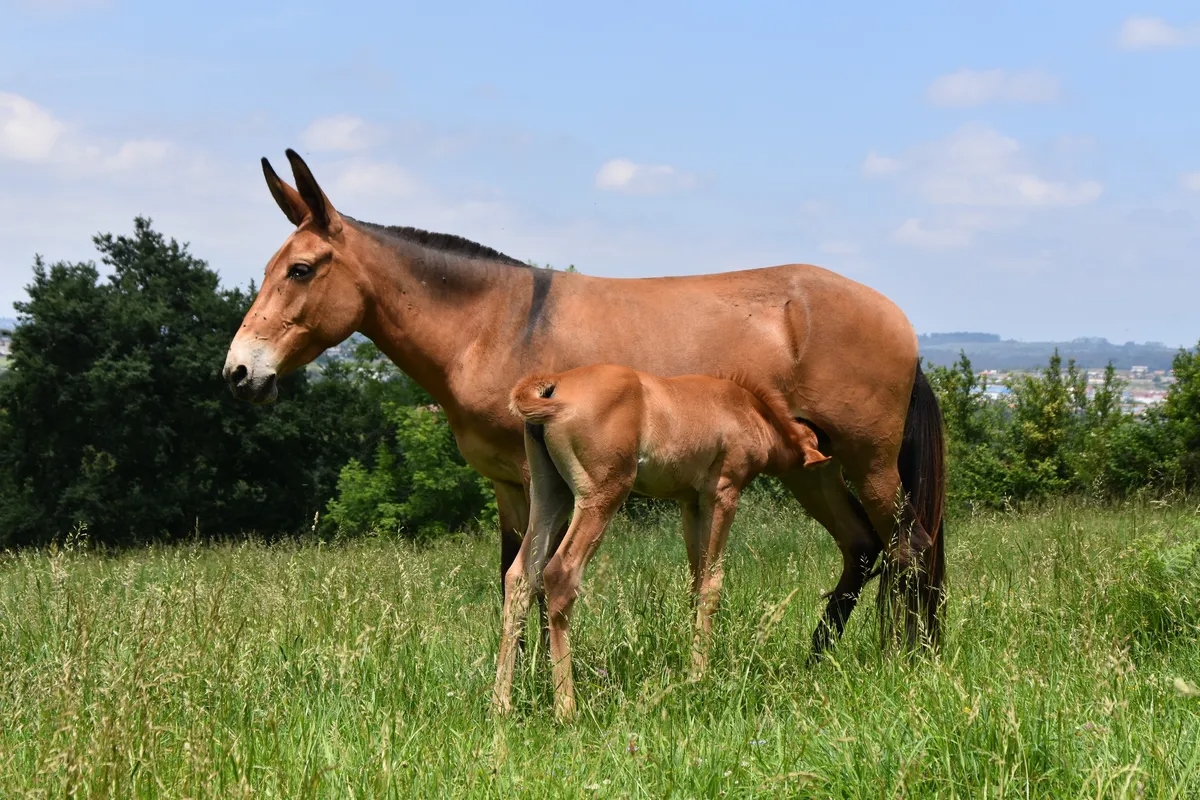 Bí ẩn di truyền khiến loài la gần như vô sinh: Vì sao trong hơn 500 năm chỉ có dưới 100 con la sinh con?- Ảnh 2.