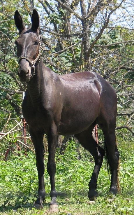 Bí ẩn di truyền khiến loài la gần như vô sinh: Vì sao trong hơn 500 năm chỉ có dưới 100 con la sinh con?- Ảnh 3.