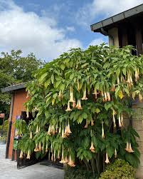 Ông bà dặn: Tuy rất đẹp nhưng đừng dại mà trồng 3 loài cây này trong nhà, vừa xui rủi, vừa ảnh hưởng sức khỏe- Ảnh 3.