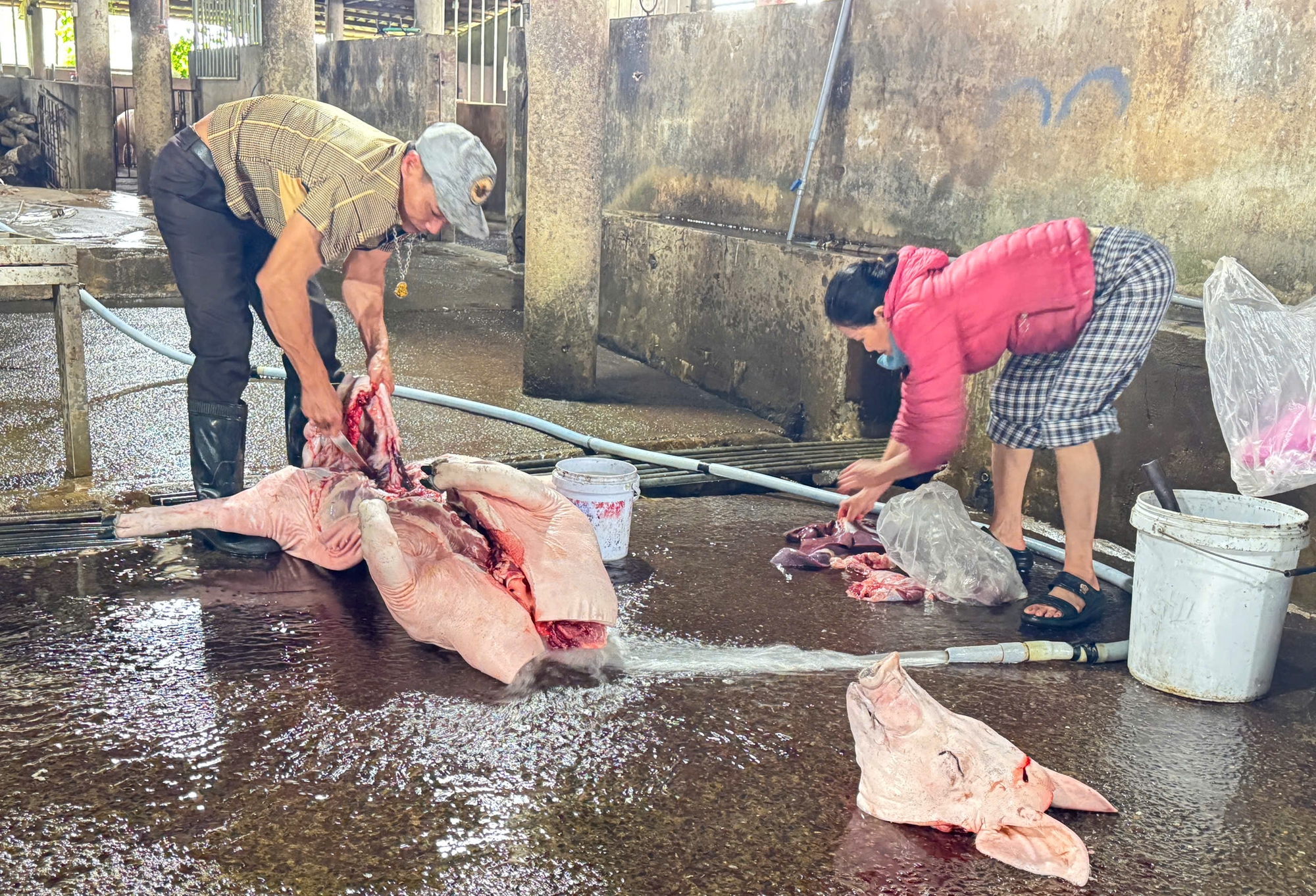 Quảng Trị phạt lò mổ gần 250 triệu đồng vì xả thải vượt chuẩn nghiêm trọng - Ảnh 2.