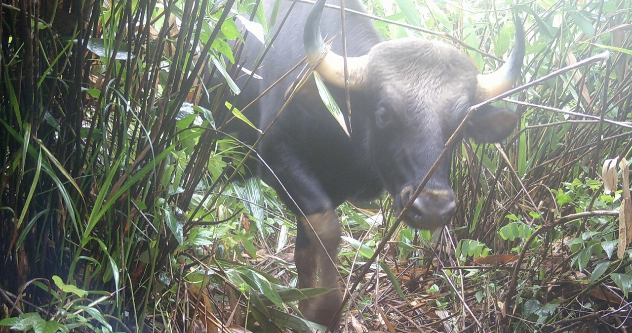 Báu vật Chư Mom Ray: Đợi thú hoang trở lại - Ảnh 2.