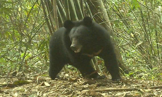 Báu vật Chư Mom Ray: Đợi thú hoang trở lại - Ảnh 3.