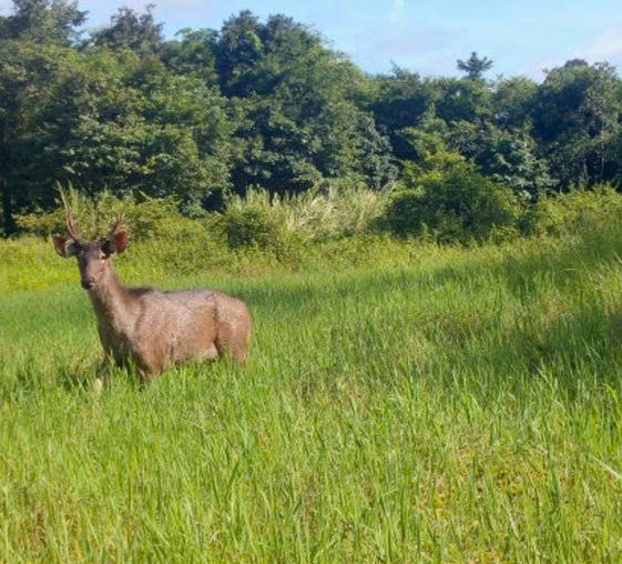 Báu vật Chư Mom Ray: Đợi thú hoang trở lại - Ảnh 5.