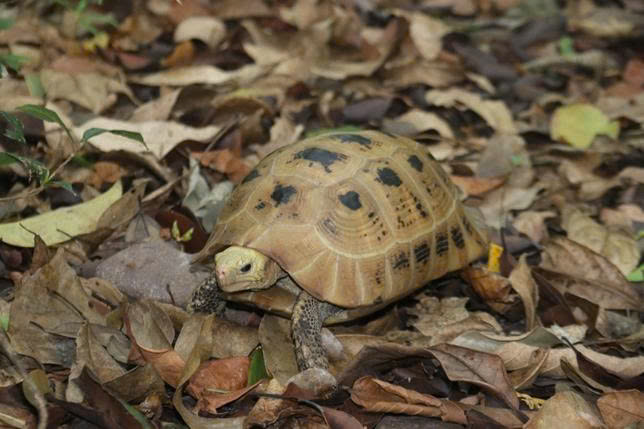 Báu vật Chư Mom Ray: Đợi thú hoang trở lại - Ảnh 4.