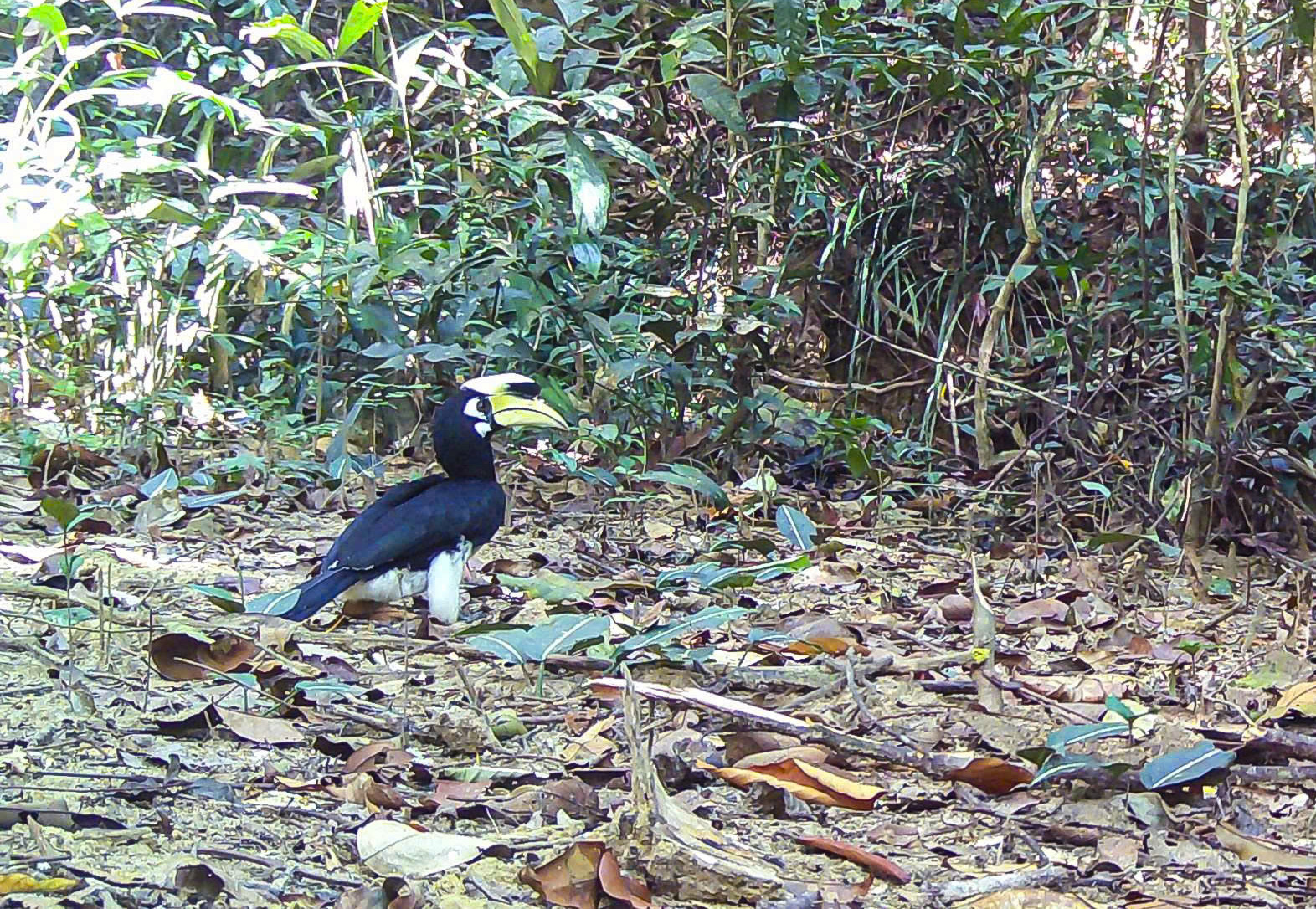 Báu vật Chư Mom Ray: Đợi thú hoang trở lại - Ảnh 7.
