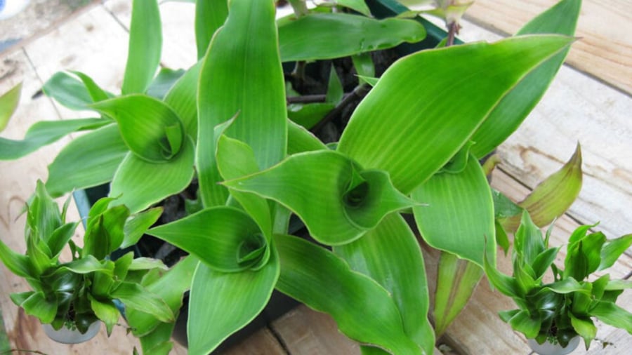 3 loại cây đặc biệt phù hợp với tuổi 40 trở lên: Biết trồng thì thể chất và tinh thần đều đi lên- Ảnh 3.