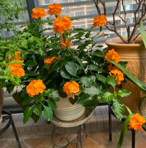 5 loài hoa nở 200 ngày mỗi năm, không biết mệt là gì: Đẹp hơn hoa hồng, thơm hơn mộc hương, chăm cực dễ- Ảnh 2.