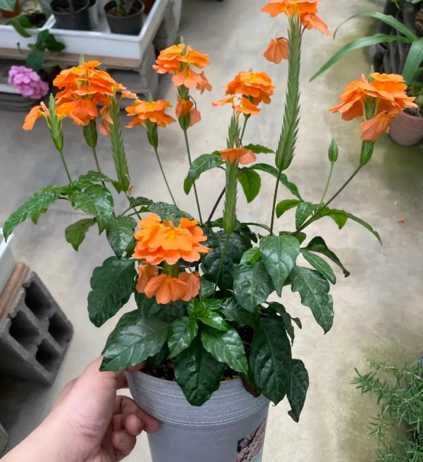 5 loài hoa nở 200 ngày mỗi năm, không biết mệt là gì: Đẹp hơn hoa hồng, thơm hơn mộc hương, chăm cực dễ- Ảnh 3.