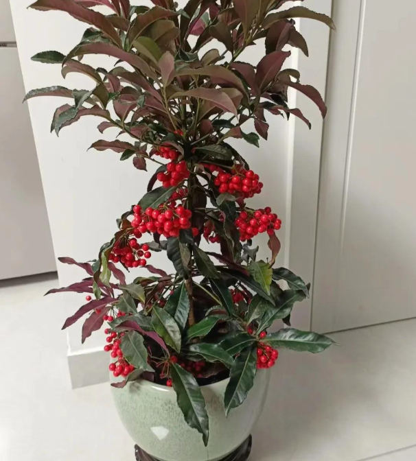 5 loài hoa nở 200 ngày mỗi năm, không biết mệt là gì: Đẹp hơn hoa hồng, thơm hơn mộc hương, chăm cực dễ- Ảnh 6.