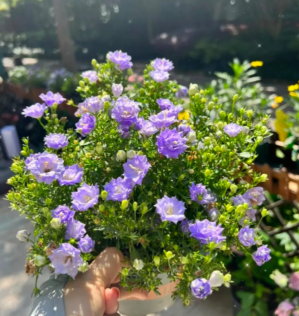 5 loài hoa nở 200 ngày mỗi năm, không biết mệt là gì: Đẹp hơn hoa hồng, thơm hơn mộc hương, chăm cực dễ- Ảnh 7.