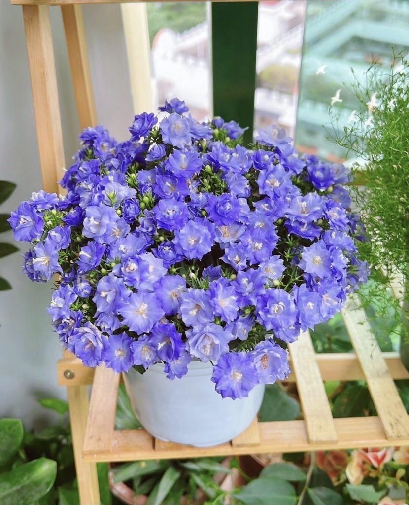 5 loài hoa nở 200 ngày mỗi năm, không biết mệt là gì: Đẹp hơn hoa hồng, thơm hơn mộc hương, chăm cực dễ- Ảnh 8.