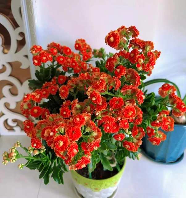 5 loài hoa nở 200 ngày mỗi năm, không biết mệt là gì: Đẹp hơn hoa hồng, thơm hơn mộc hương, chăm cực dễ- Ảnh 10.