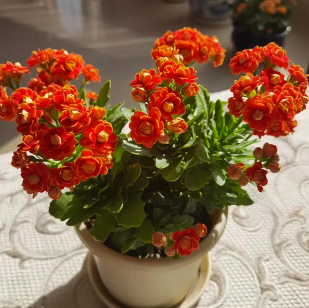 5 loài hoa nở 200 ngày mỗi năm, không biết mệt là gì: Đẹp hơn hoa hồng, thơm hơn mộc hương, chăm cực dễ- Ảnh 11.