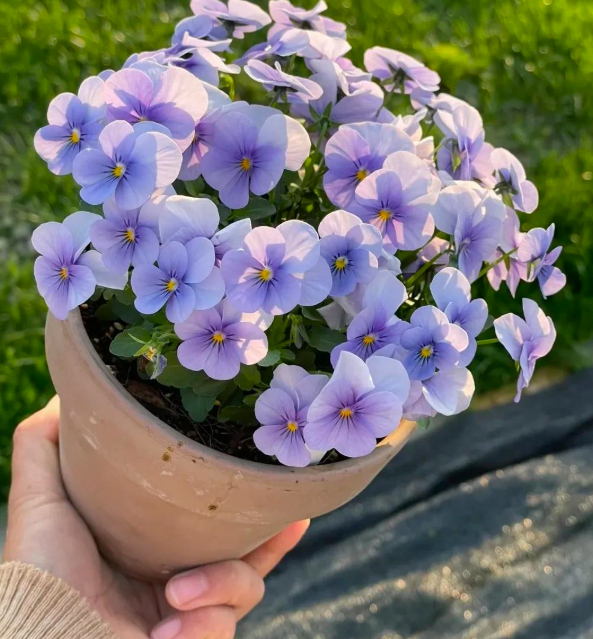 5 loài hoa nở 200 ngày mỗi năm, không biết mệt là gì: Đẹp hơn hoa hồng, thơm hơn mộc hương, chăm cực dễ- Ảnh 12.