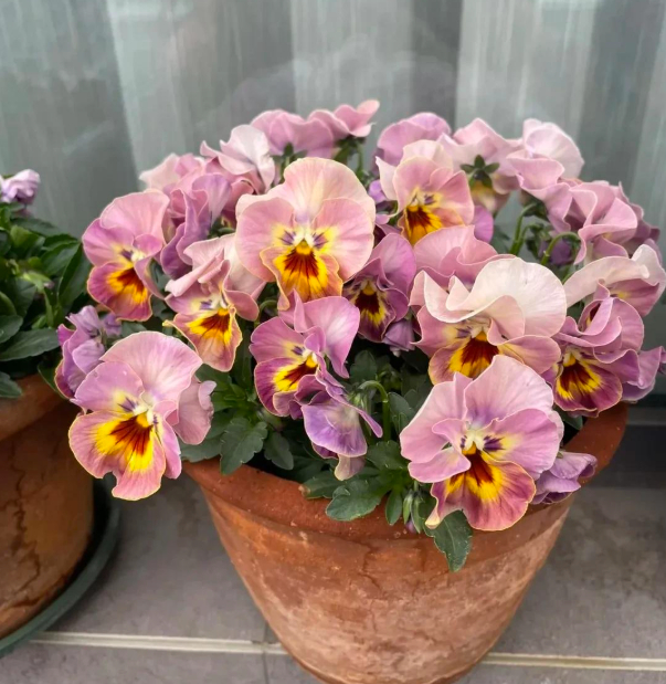 5 loài hoa nở 200 ngày mỗi năm, không biết mệt là gì: Đẹp hơn hoa hồng, thơm hơn mộc hương, chăm cực dễ- Ảnh 13.