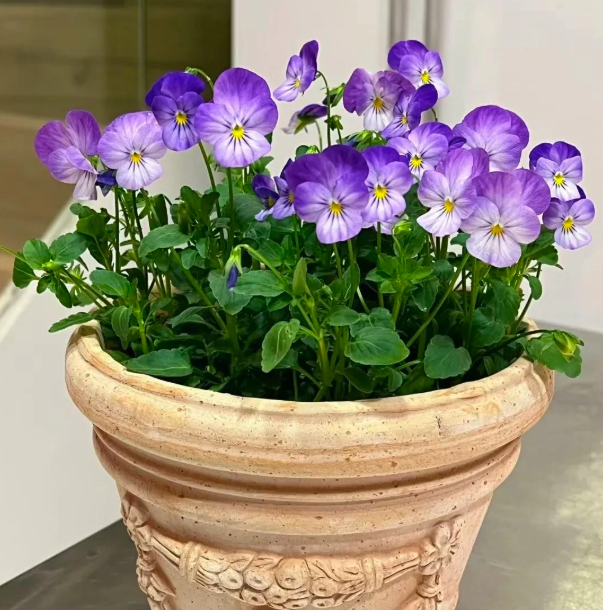 5 loài hoa nở 200 ngày mỗi năm, không biết mệt là gì: Đẹp hơn hoa hồng, thơm hơn mộc hương, chăm cực dễ- Ảnh 14.