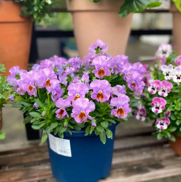 5 loài hoa nở 200 ngày mỗi năm, không biết mệt là gì: Đẹp hơn hoa hồng, thơm hơn mộc hương, chăm cực dễ- Ảnh 15.