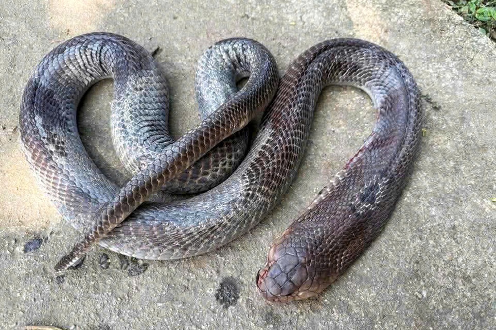 Vụ ông lão cụt tay kẹp rắn: Người trong nghề nói trường hợp “lạ” - 2