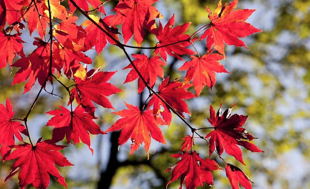 4 loại cây không được cắt tỉa vào tháng 3- Ảnh 2.