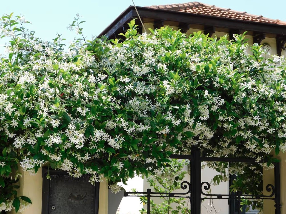 Loại cây giúp khu vườn thơm ngát suốt hè: Ai cũng nên trồng vì quá dễ chăm!- Ảnh 2.