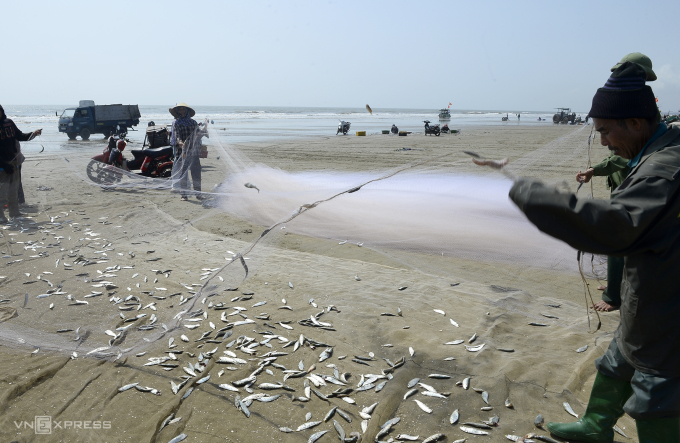 Cá trích mắc đầy lưới ngư dân sau chuyến đi biển buổi sáng. Ảnh: Lê Hoàng